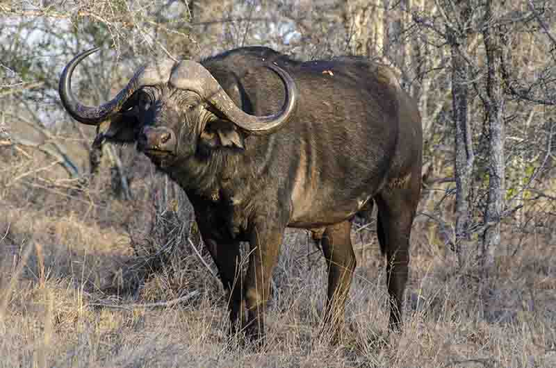 65 - Bufalo africano - parque nacional Kruger - Sudafrica